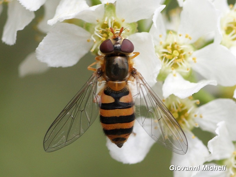 Syrphus ribesii, femmina